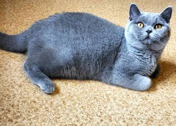 Kochany Waldi już do odbioru Rodowód Międzynarodowy