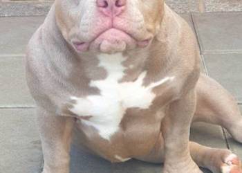American Bully Pocket suka