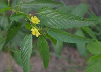 JUTA KOLOROWA Corchorus olitorius - NASIONA 15000 sztuk - 10g