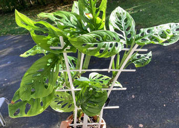 Bujna i zadbana Monstera adansonii Krk Bujna i zadbana Monstera adansonii Krk