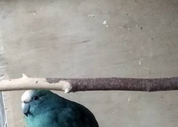 Modrolotki  sprzedam papugi