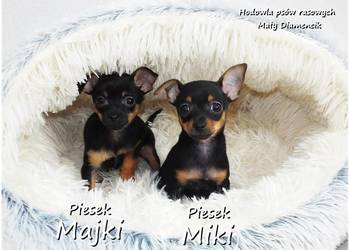 Mini Piesek Pinczer miniaturowy, tzw. Ratlerek Sarenka do REZERWACJI !!