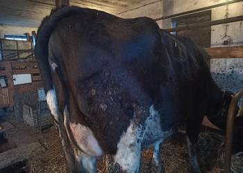 Jałówka wysokocielna