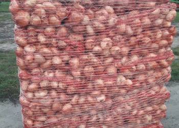 sprzedam cebule z dymki odmiana stuttgarter