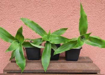 Złoty wąs Callisia Fragrans + gratisy