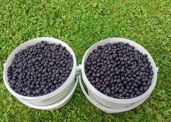 Aronia owoc 8 zł kg