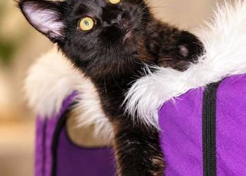 Sultan kocurek Maine Coon Black Solid