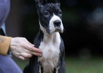 Suczka dog niemiecki czarna rodowodowa pomprzebadanych rodzicach