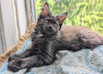 Kocięta Maine Coon z hodowli FIFe FPL – rodowód, piękne i zdrowe!