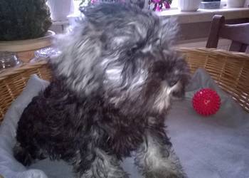 sznaucer miniaturowy,szczenięta gotowe do odbioru