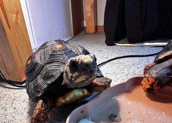 Żółw Żabuti czarny