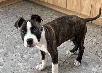 Szczeniak Amstaff (American Staffordshire Terrier)  – szuka kochającego dom