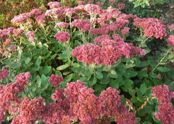 Rozchodnik okazały Brillant dekoracyjny ogrodowy