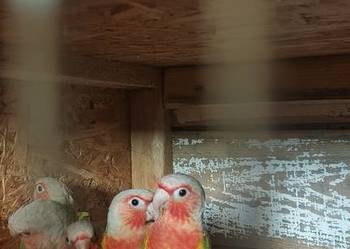 Rudosterki red face pineple i red sanczeki