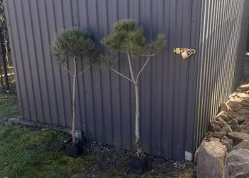 Sosna czarna sadzonka