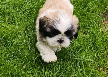 ŚLICZNE szczeniaki Shih-tzu