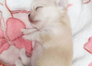 Chihuahua długowłosa