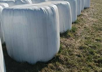 Bele sianokiszonka 2025