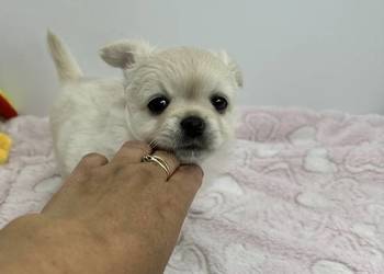Chihuahua długowłosy FCI Piesek