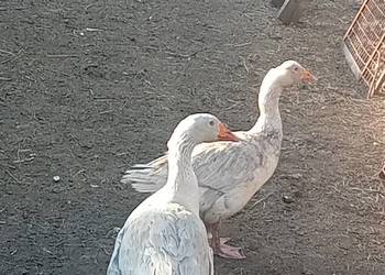 Sprzedam gęsi