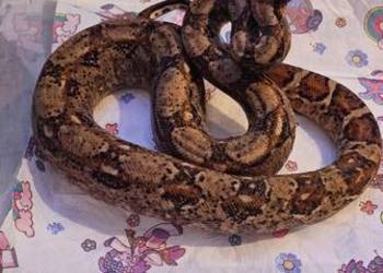 Podrosniety samiec boa imperator