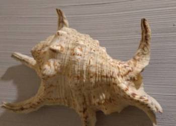 Muszla morska 18x14 cm