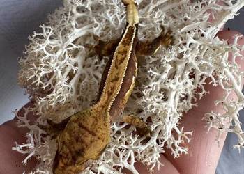 Młodziutki gekon orzęsiony