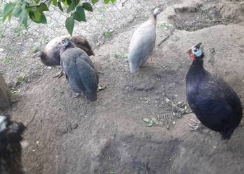 Para perliczek zwykłych