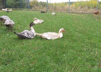 Kaczki francuskie 3 miesiące