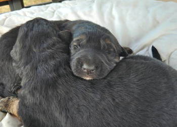 Owczarek Niemiecki długowłosy