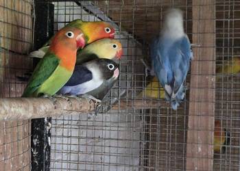 Sprzedam nierozłączki