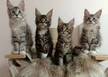 Kochane kociaczki Maine coon