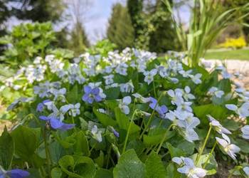 Fiołek Motylkowy Freckles
