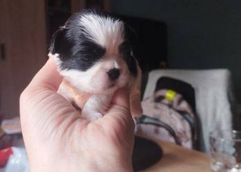 szczeniaki shih tzu