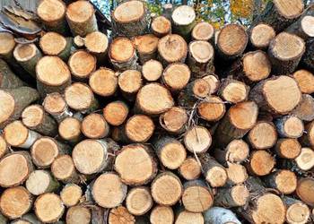 Drewno , drzewo opałowe