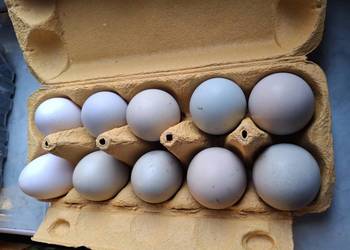 Jaja lęgowe zielononóżek