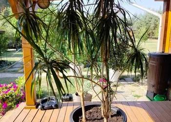 Piękna Dracena 250 cm