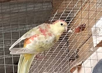 papuga swiergotka z tego roku