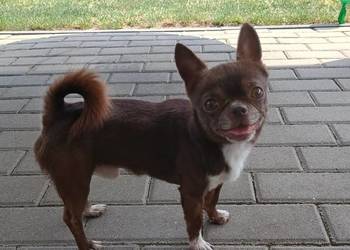 Chihuahua dorosły, reproduktor