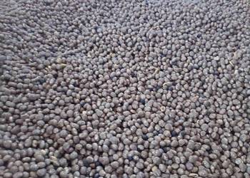 Łubin wąskolistny gorzki ekologiczny