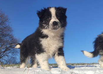 Szczeniak Suczka BORDER COLLIE z Hodowli - Rasowa pełna dok.