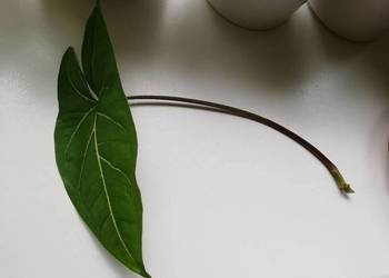 Syngonium Arrow wąskie liście zroślicha
