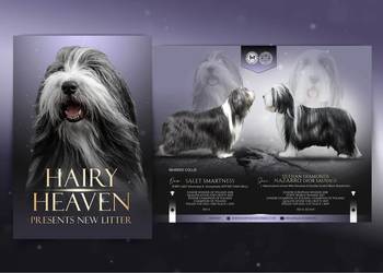 Bearded Collie FCI - suczka