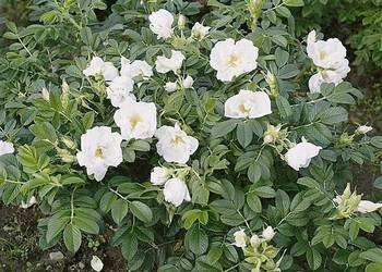 C2 RÓŻA POMARSZCZONA BIAŁA ROSA RUGOSA ALBA MIODODAJNA 20-40 CM.