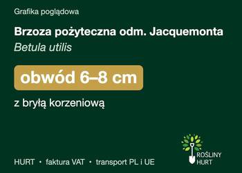 Brzoza pożyteczna odm. Jacquemonta obwód 6-8 cm, z bryłą – HURT