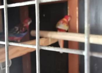 Piękne rozelle białolice