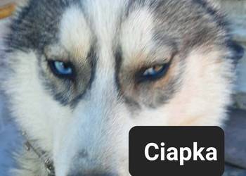 Dostępne suczki rasy Syberian husky