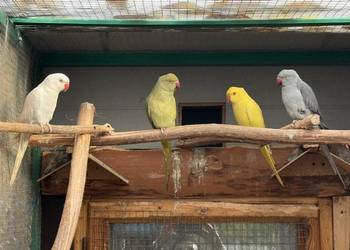 Papugi Aleksandretty obrożne ring neck zielony biały żółty stalowy