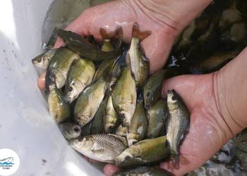 Karp królewski lipcówka
