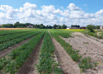 Działka 9113m2 Zakroczym